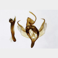 03 Xanthorhoe spadicearia m