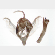 05 Xanthorhoe spadicearia m