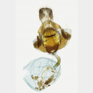 02 Xanthorhoe spadicearia w