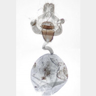 05 Xanthorhoe spadicearia w