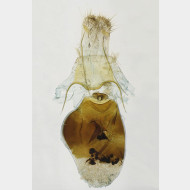 Yezognophos vittaria w