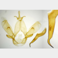 Drymonia ruficornis m