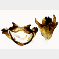 Gastropacha populifolia m