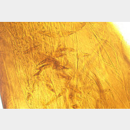 Lasiocampa terreni m a det