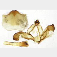 Notodonta dromedarius m