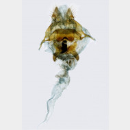 Ptilophora plumigera w
