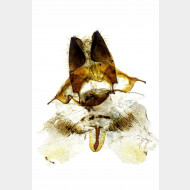 Stauropus fagi w