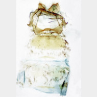 03 Thaumetopoea processionea w