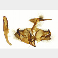 Carcharodus alceae m