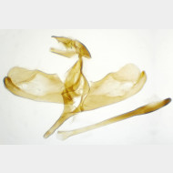 01 Carterocephalus palaemon m