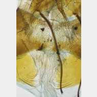 01 Pyrgus alveus w ostium