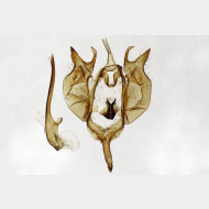 01 Araschnia levana m