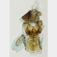 Erebia ligea w