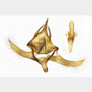 Lasiommata petropolitana m