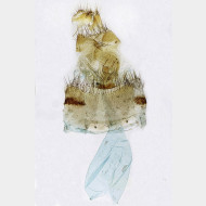 03 Maniola jurtina w