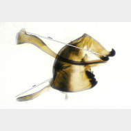 02 Leptidea sinapis m