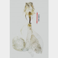 01 Leptidea juvernica w