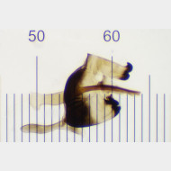 Leptidea sinapis m3