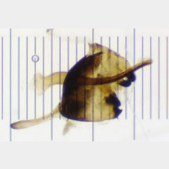 Leptidea sinapis m