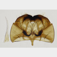 01 Cephimallota crassiflavella m2