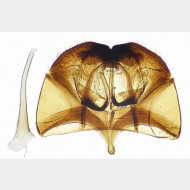 02 Cephimallota crassiflavella m