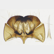 00 Cephimallota crassiflavella m