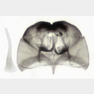 Cephimallota crassiflavella m