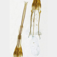 03 Euplocamus anthracinalis w