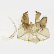 01 Haplotinea insectella m