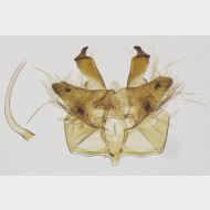 00 Haplotinea insectella m
