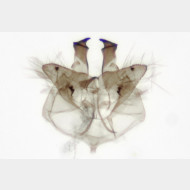 Haplotinea insectella m