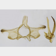 Infurcitinea ignicomella m v2
