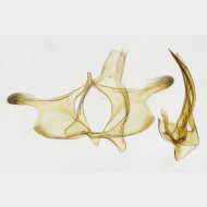 Infurcitinea ignicomella m v3