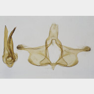 00 Infurcitinea ignicomella m