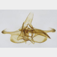 01 Infurcitinea ignicomella m
