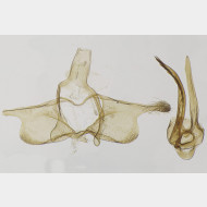 Infurcitinea ignicomella m
