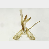 01 Monopis crocicapitella m