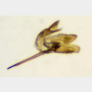 z Monopis laevigella m