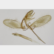 Monopis laevigella m