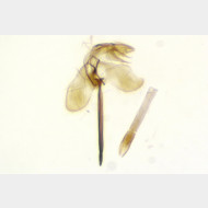 Monopis obviella m2