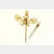 Monopis obviella m3