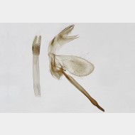 Monopis obviella m5