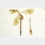 Monopis obviella m6