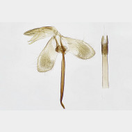 01 Monopis obviella m