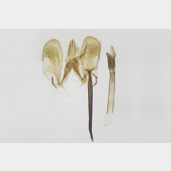 03 Monopis obviella m