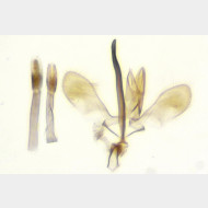 Monopis obviella m