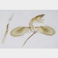 01 Monopis weaverella m