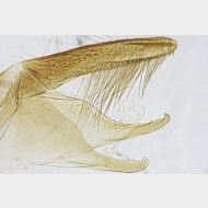 02 Monopis weaverella m b