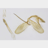 04 Monopis weaverella m