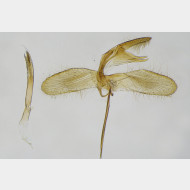 05 Monopis weaverella m